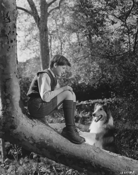 Roddy McDowall in Fred M Willcoxs Lassie Come Home (1943)