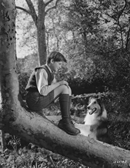 Images Dated 7th January 2014: Roddy McDowall in Fred M Willcoxs Lassie Come Home (1943)